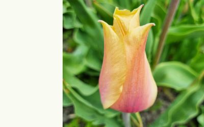 Tulipa Blushing Lady - Einfache späte Tulpe