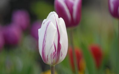 Tulipa Flaming Flag - Triumph-Tulpe