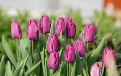 Tulipa Purple Prince - Einfache frühe Tulpe