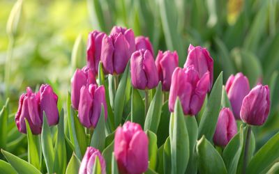 Tulipa Purple Prince - Einfache frühe Tulpe