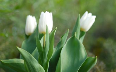 Tulipa White Prince - Einfache frühe Tulpe