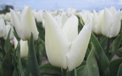 Tulipa White Prince - Einfache frühe Tulpe