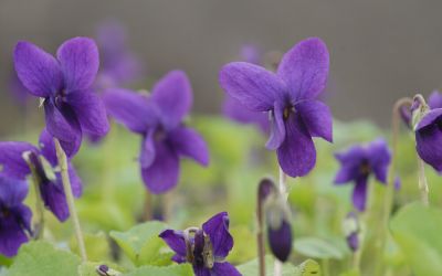 Viola odorata Baronne Alice de Rothschild - Duft-Veilchen