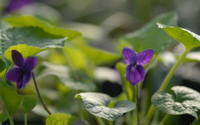 Viola odorata Baronne Alice de Rothschild - Duft-Veilchen