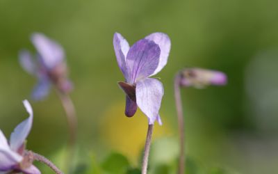 Viola odorata Hans-guck-in-die-Luft - Duft-Veilchen