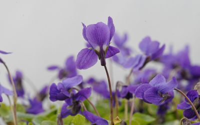 Viola odorata Königin Charlotte - Duft-Veilchen