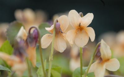 Viola odorata Sulfurea - Duft-Veilchen