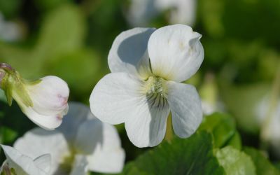 Viola sororia Albiflora - Pfingst-Veilchen