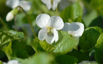 Viola sororia Albiflora - Pfingst-Veilchen