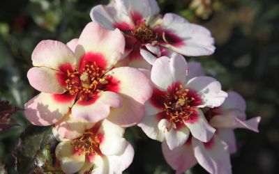 Rosa Sweet Babylon Eyes ® - Beet-Rose (Hulthemia persica Hybride)